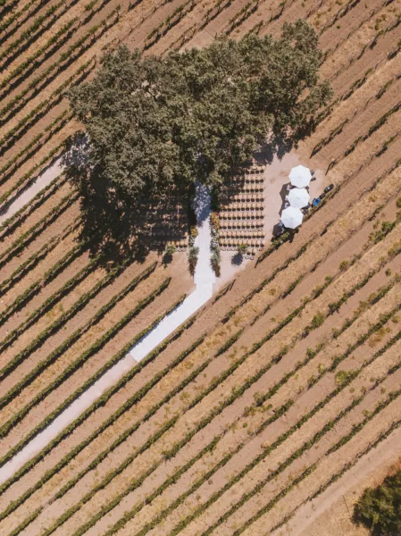 sarah-wells-sunstone-vineyards-solvang-152