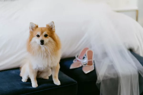 sasha-jordan-rosewood-miramar-montecito-wedding-106